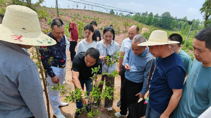 奉新县举办中央财政林业科技推广项目油茶丰产栽培技术培训班