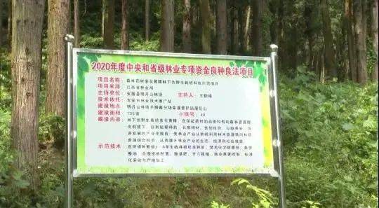 最美林业科技推广员 林业科技为桥 书写绿色传奇
